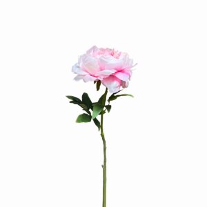 Enkele roze kunst pioenroos op steel met groene bladeren op een witte achtergrond.