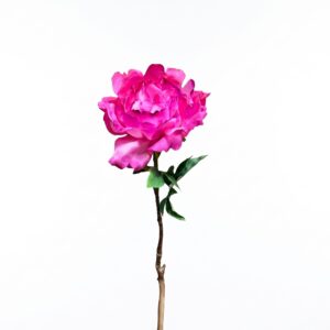 Enkele fuchsia roze kunst pioenroos op lange steel tegen een witte achtergrond