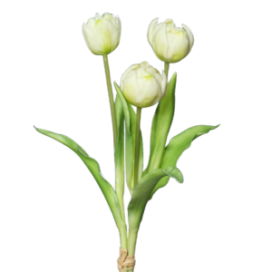 Pioentulpen | 39 cm | wit | bosje van 3