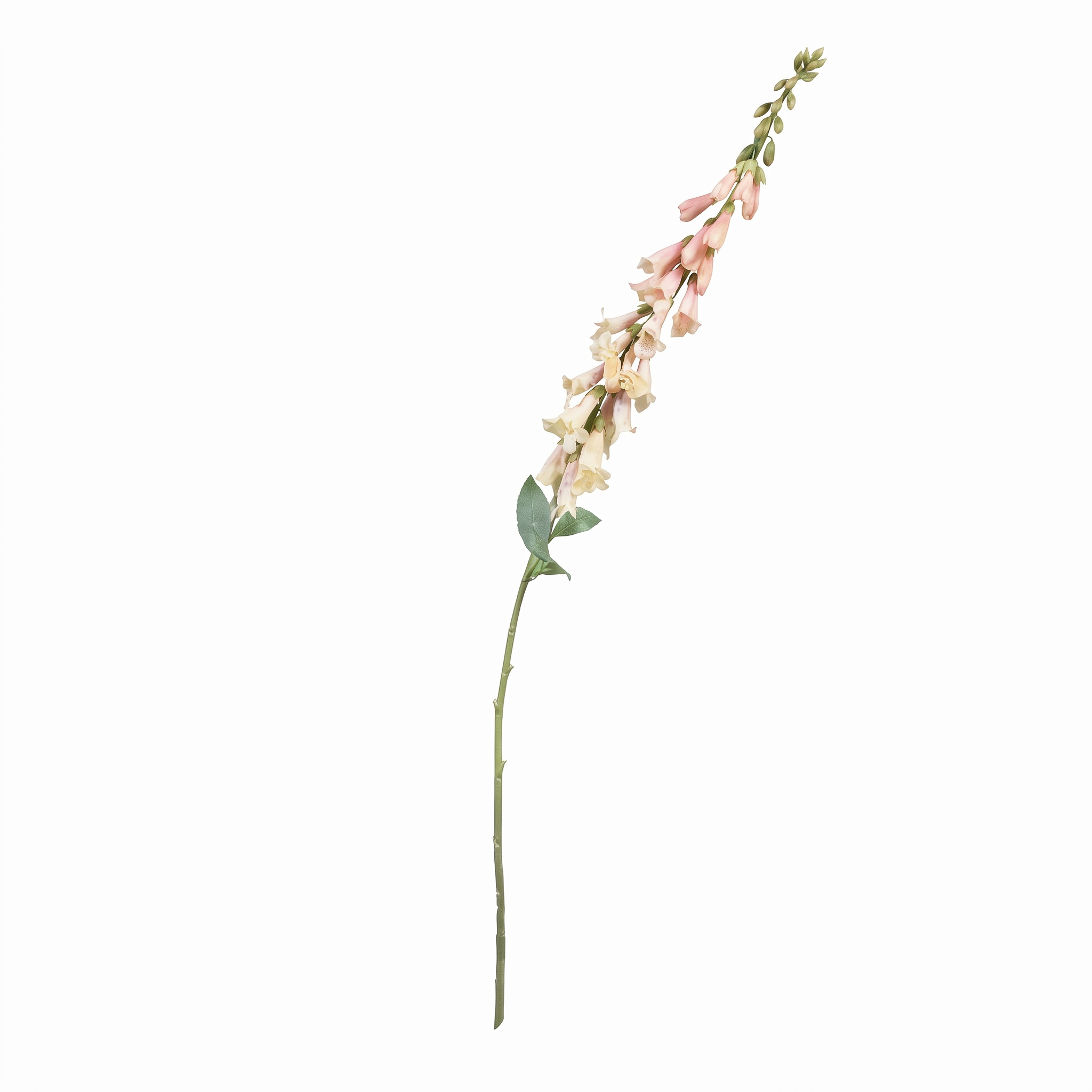 Realistische Kunsttak Vingerhoedskruid Digitalis met Crème en Roze Gespikkelde Bloemen